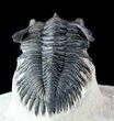 Metacanthina (Asteropyge) Trilobite - Lghaft #57779-4
